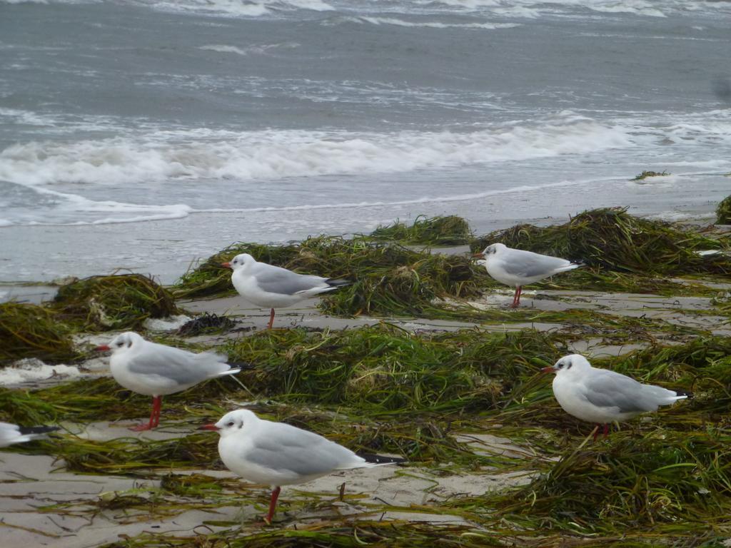 Strandlaeufer Zempin Habitación foto